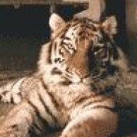 Tiger1313